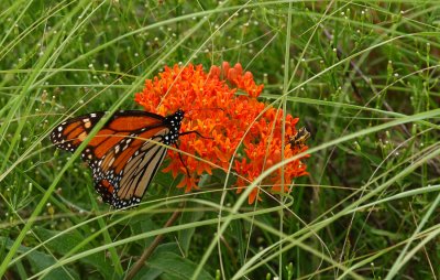 Monarch on Butterfly Weed