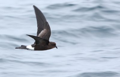 Wilson's Storm Petrel