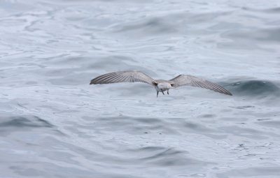 Black Tern