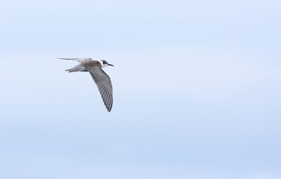 Black Tern