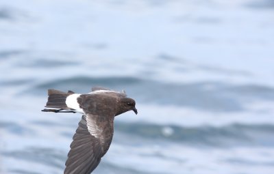 Wilson's Storm Petrel