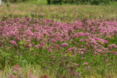 Joe Pye Weed and Ironweed