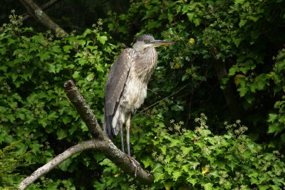 Great Blue Heron