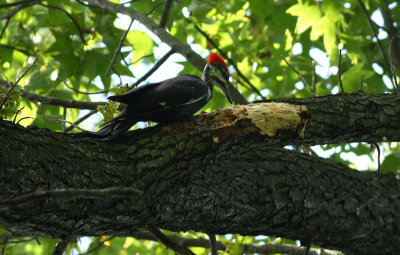 Pileated Woodpecker