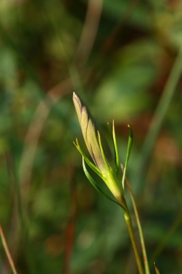 Pine Barrens Gentian