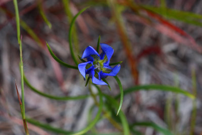 Pine Barrens Gentian