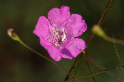 Thread-leaved Gerardia