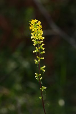 Downy Goldenrod