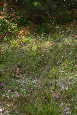 Grass-leaved Blazing Star and Thread-leaved Gerardia