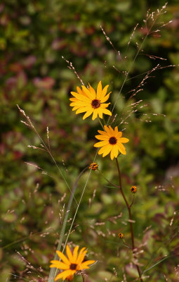Swamp Sunflower