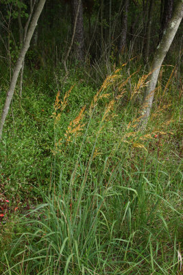 Indian Grass