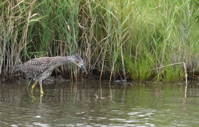Yellow-crowned Night Heron