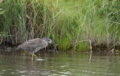 Yellow-crowned Night Heron