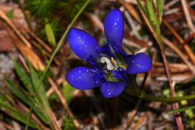 Pine Barrens Gentian