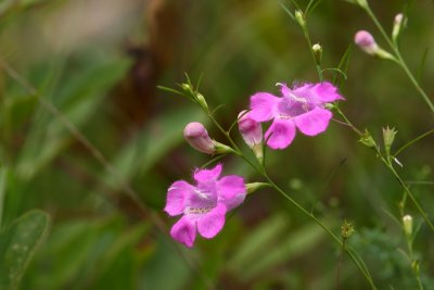 Agalinis purpurea