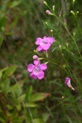 Agalinis purpurea
