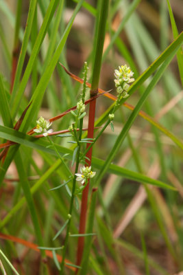Nuttall's Milkwort (I think:/ )