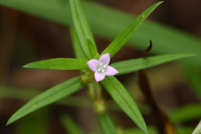 Rough Buttonweed or Poor Joe