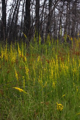 Wand-like Goldenrod