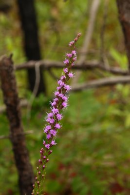 Grass-leaved Blazing Star
