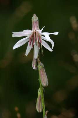 Pine Barrens Rattlesnake Root/Slender Rattlesnake Root