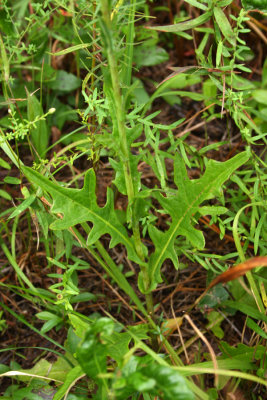 Pine Barrens Rattlesnake Root/Slender Rattlesnake Root