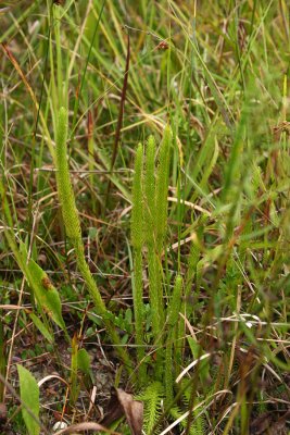 Foxtail Clubmoss