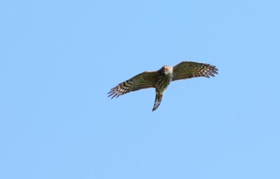 Sharp-shinned Hawk