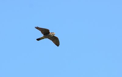 Merlin