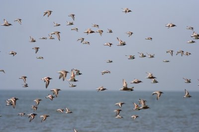 Ruddy Turnstone