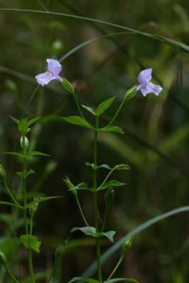 Monkey Flower