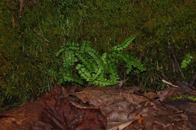 Maidenhair Spleenwort