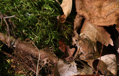 American Toad