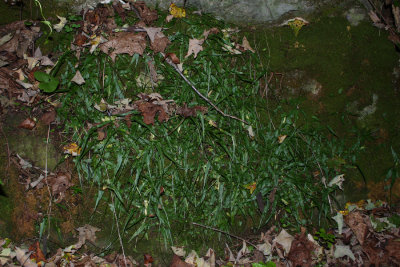 HUGE clump of Walking Fern with flash.