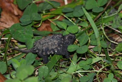 Baby Snapping Turtle!