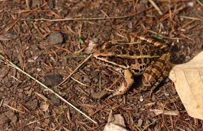 Pickerel Frog