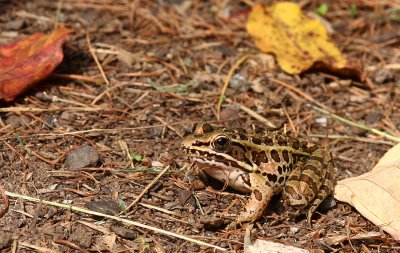 Pickerel Frog