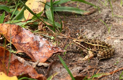 Pickerel Frog