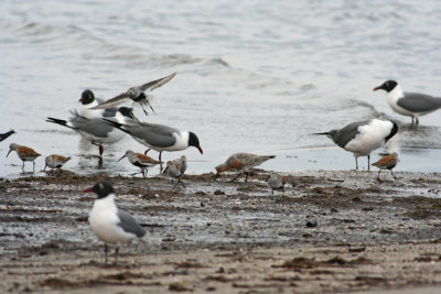 Dunlins, Red Knot, and Laughers.