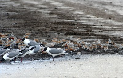 Red Knots, Dunlins and Laughers.