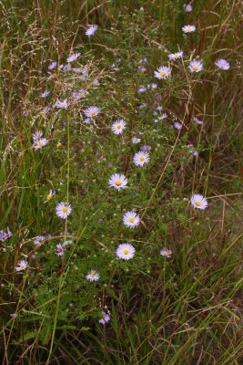 New York Aster?