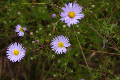 New York Aster?