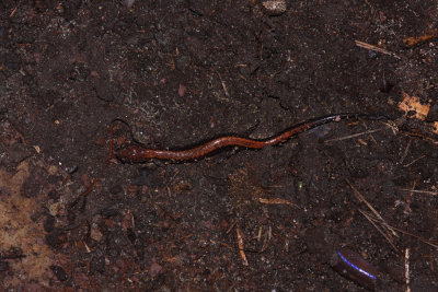 Red-backed Salamander