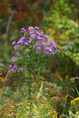 New England Aster