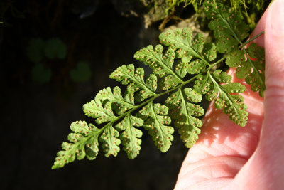 Blunt-lobed Woodsia (Woodsia obtusa)