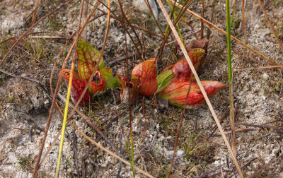 Pitcher Plant (Sarracenia purpurea)