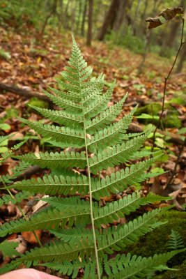 Marginal Woodfern (Dryopteris marginalis)