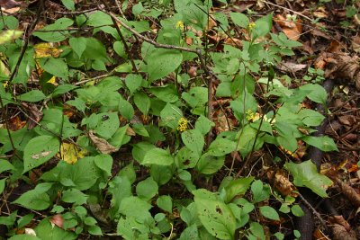 Zigzag Goldenrod