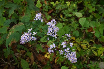 Blue Wood Aster (Aster cordifolius)