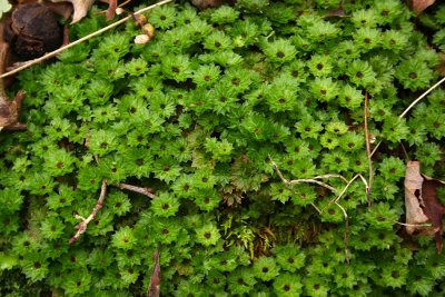 Rhodobryum roseum (Rose bryum)